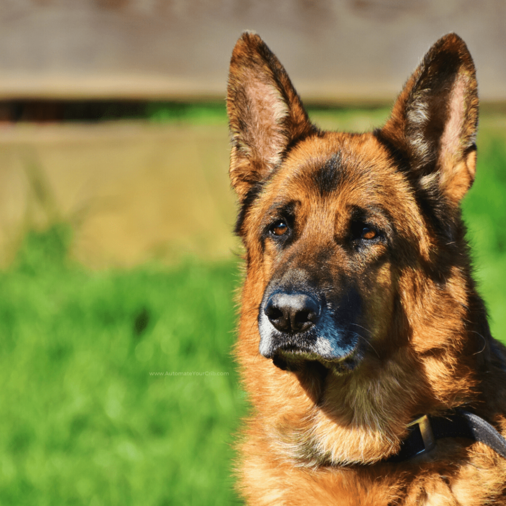 Useful Amazon Alexa Skills - Home Security Guard Dog  
